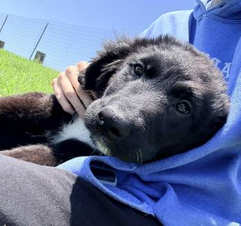 Mildred -  Terrier and Great Pyrenees Dog for Adoption in Auburn, Nebraska - Mildred | PetCurious