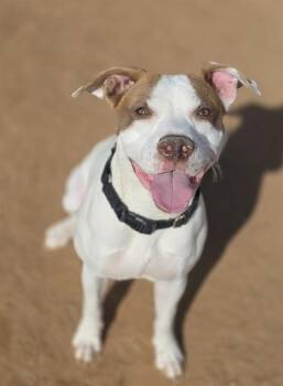 American Staffordshire Terrier and Mixed Breed Dogs Available for Adoption - OLIVIA | PetCurious