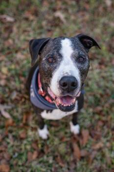 JOHNSTON -  Pit Bull Terrier and Mixed Breed Dog for Adoption in Atlanta, Georgia - JOHNSTON | PetCurious