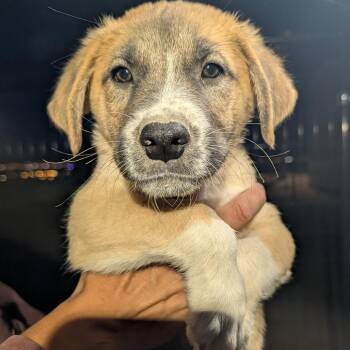 YETI -  Mixed Breed Dog for Adoption in Park City, Utah - YETI | PetCurious