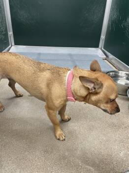 ABBY -  Chihuahua Dog for Adoption in Killeen, Texas - ABBY | PetCurious