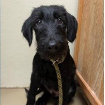 Labradoodle Dogs Available for Adoption - BART-GEORGIA | PetCurious