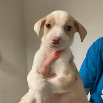Sam Tailwagger -  Terrier and Mixed Breed Dog for Adoption in Austin, Texas - Sam Tailwagger | PetCurious