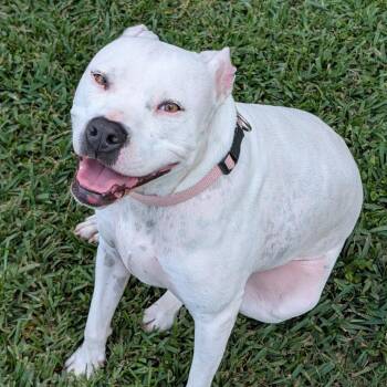 Pit Bull Terrier Dogs Available for Adoption in Dallas, Texas - Luna | PetCurious