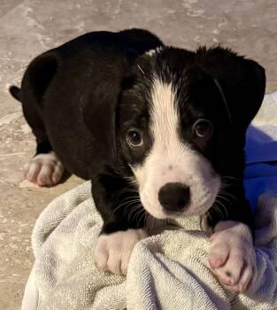 Puppy Cream Boy tuxedo -  Labrador Retriever and American Bulldog Dog for Adoption in Boca Raton, Florida - Puppy Cream Boy Tuxedo | PetCurious