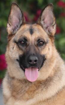 Athena von Aitern -  German Shepherd Dog Dog for Adoption in Los Angeles, California - Athena Von Aitern | PetCurious