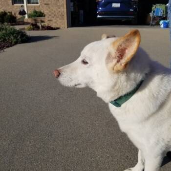 Rescue Labrador Retriever Dogs for Adoption in Jasper, Indiana - Nick | PetCurious