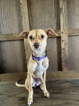 Whippet Dogs Available for Adoption in Grand Rapids, Michigan - Gracie | PetCurious