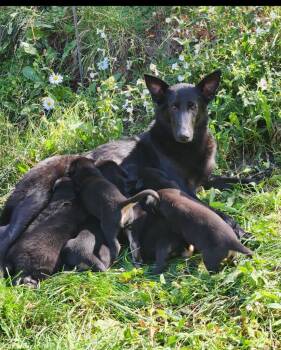 Rescue Shepherd and Labrador Retriever Dogs for Adoption in Fort Lupton, Colorado - Marcia Van Marsdale | PetCurious