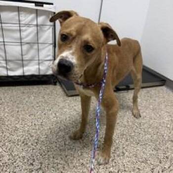 Dog 09/03/2026 -  Pit Bull Terrier and Mixed Breed Dog for Adoption in Bullhead City, Arizona - Dog 09/03/2026 | PetCurious