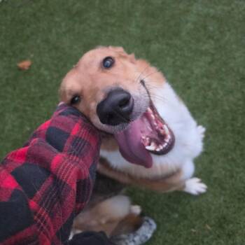 Saint -  German Shepherd Dog and Mixed Breed Dog for Adoption in Greensboro, North Carolina - Saint | PetCurious
