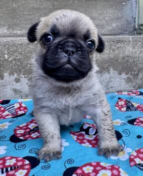 Bradford -  French Bulldog and Pug Dog for Adoption in Los Angeles, California - Bradford | PetCurious