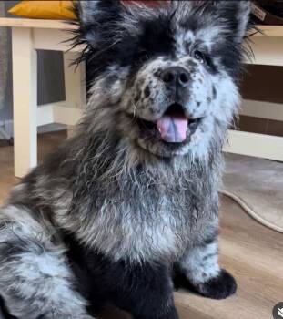 Wolfie -  Chow Chow Dog for Adoption in Pinetop-lakeside, Arizona - Wolfie | PetCurious