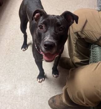 Rescue Mixed Breed Dogs for Adoption in Spartanburg, South Carolina - Leroy | PetCurious