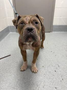 STORMY -  Pit Bull Terrier Dog for Adoption in Indianapolis, Indiana - STORMY | PetCurious