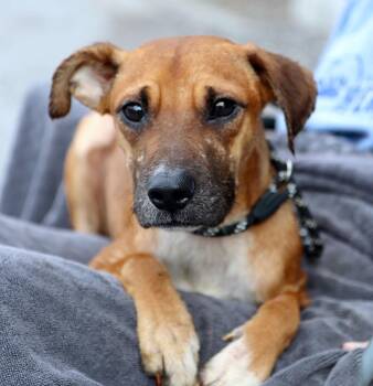 Butters (AO37321) -  Terrier Dog for Adoption in Kansas City, Kansas - Butters (AO37321) | PetCurious