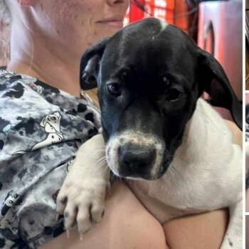 Rescue Basset Hound and Black Labrador Retriever Dogs for Adoption in Odessa, Texas - IVY | PetCurious