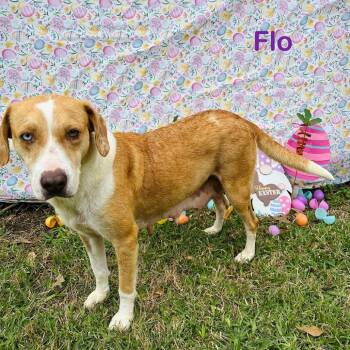 Rescue Hound Dogs for Adoption in Spring, Texas - Flo | PetCurious