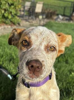 Mixed Breed Dogs Available for Adoption in Highland, New York - Ester | PetCurious