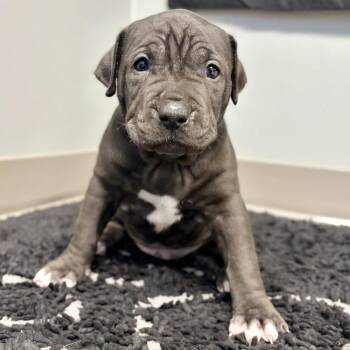 Freedom -  American Staffordshire Terrier and Cane Corso Dog for Adoption in Fullerton, Pennsylvania - Freedom | PetCurious