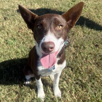 Buffy -  Australian Cattle Dog Blue Heeler and Mixed Breed Dog for Adoption in Chesapeake, Virginia - Buffy | PetCurious