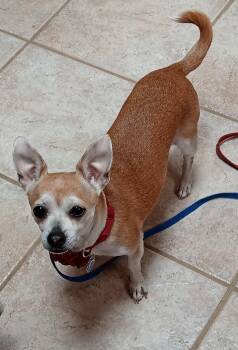 Lilliana -  Chihuahua Dog for Adoption in Albuquerque, New Mexico - Lilliana | PetCurious