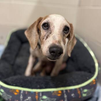 Rescue Beagle and Mixed Breed Dogs for Adoption in Miami, Florida - Beagle 3 | PetCurious