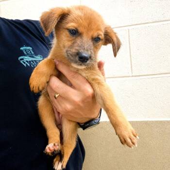 Paisley -  Australian Shepherd and Mixed Breed Dog for Adoption in Monroe, Georgia - Paisley | PetCurious