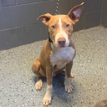 TUSC-Stray-85888 -  Pit Bull Terrier and Mixed Breed Dog for Adoption in Tuscaloosa, Alabama - TUSC-Stray-85888 | PetCurious