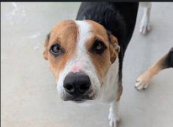 NINA -  Foxhound Dog for Adoption in San Antonio, Texas - NINA | PetCurious