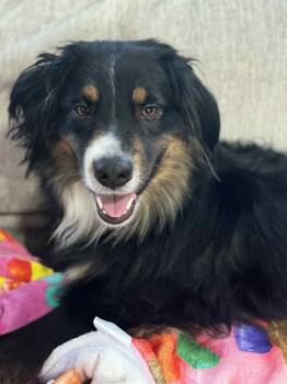 Rescue Australian Shepherd Dogs for Adoption in Coarsegold, California - Coco | PetCurious