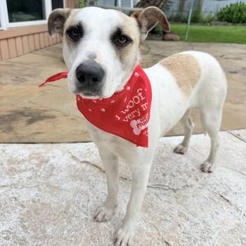 Rufus -  American Staffordshire Terrier Dog for Adoption in Mooresville, North Carolina - Rufus | PetCurious