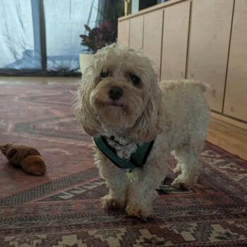 Rescue Miniature Poodle Dogs for Adoption in Boardman, Ohio - Fozzie Bear | PetCurious