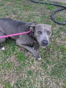 Pit Bull Terrier Dogs Available for Adoption - Alvonza16334 | PetCurious