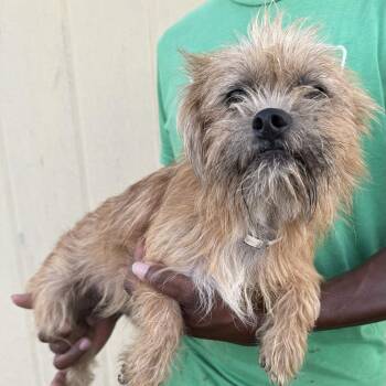 Wally - Local July 10-12 -  Rat Terrier Dog for Adoption in Brookshire, Texas - Wally - Local July 10-12 | PetCurious