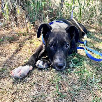 Labrador Retriever Dogs Available for Adoption in Foley, Alabama - Shayla | PetCurious