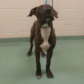 Mixed Breed Dogs Available for Adoption in Memphis, Tennessee - Gladiator | PetCurious