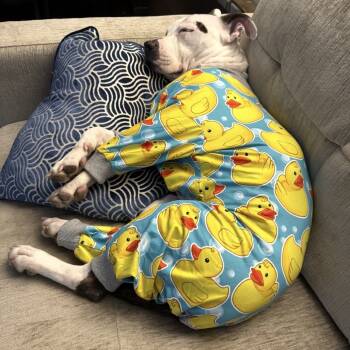 Rescue Pit Bull Terrier Dogs for Adoption in Reisterstown, Maryland - Winnie (Maleni) | PetCurious