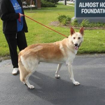 Rebel -  German Shepherd Dog and Mixed Breed Dog for Adoption in Elk Grove Village, Illinois - Rebel | PetCurious