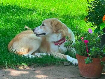 Piper $550 -  Collie and Retriever Dog for Adoption in West Milwaukee, Wisconsin - Piper $550 | PetCurious