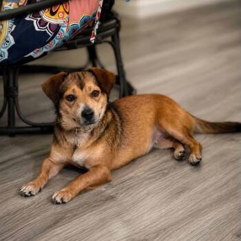 Twinkie -  Chihuahua and Feist Dog for Adoption in Shinnston, West Virginia - Twinkie | PetCurious