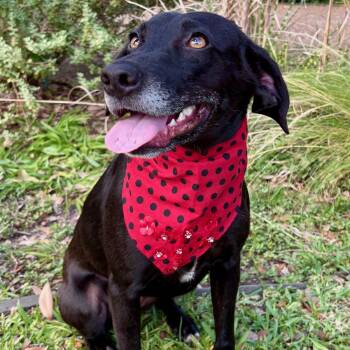 LACY - SUCH A GOOD GIRL - SEE VIDEO -  Labrador Retriever and Beagle Dog for Adoption - LACY - SUCH A GOOD GIRL - SEE VIDEO | PetCurious