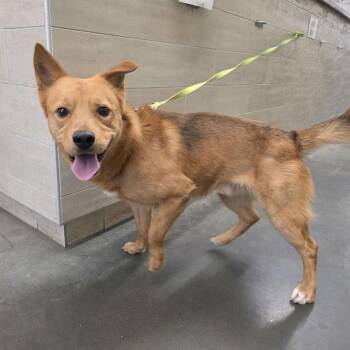 Mixed Breed Dogs Available for Adoption in Pittsburgh, Pennsylvania - Bluegrass | PetCurious