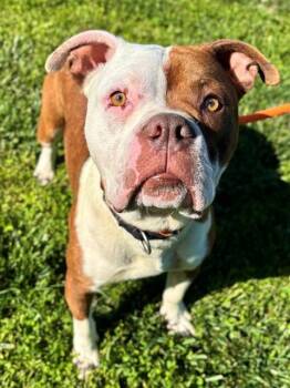 American Bulldog Dogs Available for Adoption in York, South Carolina - RENO | PetCurious