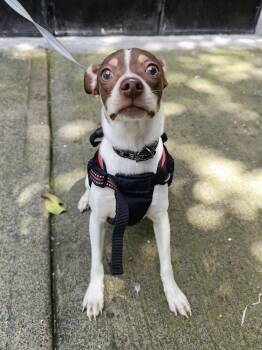 MOKA -  Chihuahua Dog for Adoption in Langley Township, British Columbia - MOKA | PetCurious