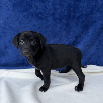Allspice -  Labrador Retriever Dog for Adoption in Carencro, Louisiana - Allspice | PetCurious