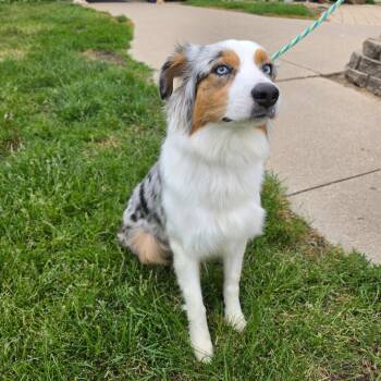 Bunny -  Australian Cattle Dog Blue Heeler Dog for Adoption in Marshalltown, Iowa - Bunny | PetCurious