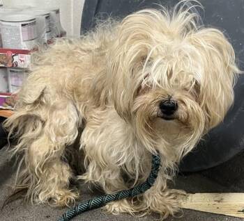 GUS -  Maltese Dog for Adoption - GUS | PetCurious
