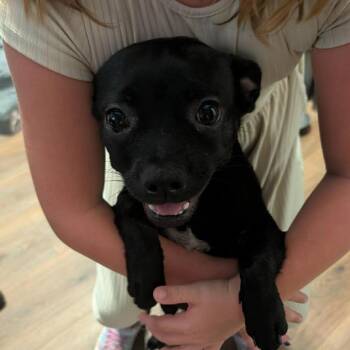 Scrappy *Arriving 7/25* D11815 -  French Bulldog and Chihuahua Dog for Adoption - Scrappy *Arriving 7/25* D11815 | PetCurious