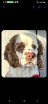 Cocker Spaniel and English Springer Spaniel Dogs Available for Adoption in Union Beach, New Jersey - Sozo | PetCurious